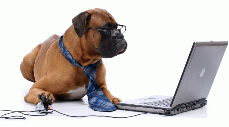 Pet health tech solution - Volumetree